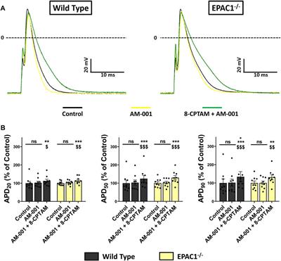 Inhibition of EPAC1 signaling pathway alters atrial electrophysiology and prevents atrial fibrillation